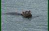 Hippos rest on each other