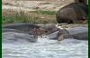 Hippos live in groups of 30 to 40