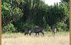 A small group grazing