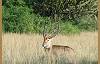 Waterbuck rest in the heat of the day