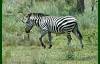 A Zebra