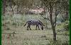 Zebra grazing