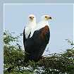 Fishing Eagles