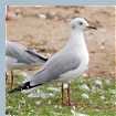 Grey Gulls