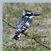 Pied Kingfisher