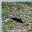 Senegal Thick-knee