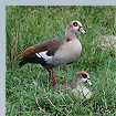 Egyptian Geese