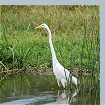 Yellow-billed Egret