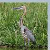 Goliath Heron